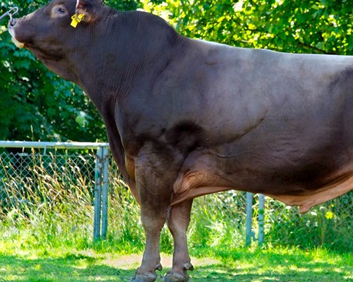 Montofon Boğalar